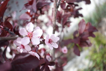 flowers of a tree in spring