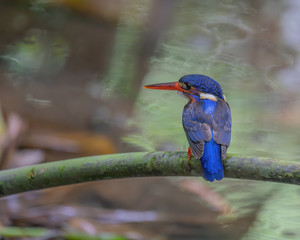 Blue-eared Kingfisher (Alcedo meninting) perching on a tree branch with blurry background