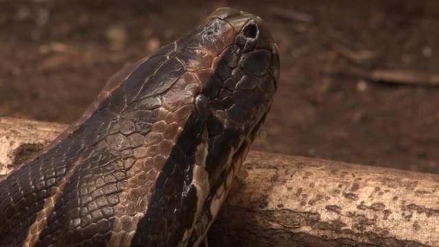Large snake python close up of head UK 4K