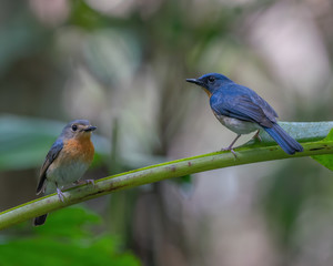 Indochinese Blue Flycatcher male and female (Cyornis sumatrensis) perching on a tree branch