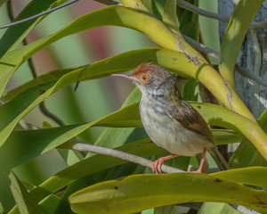 Common Tailorbird (Orthotomus sutorius) perching on a tree branch