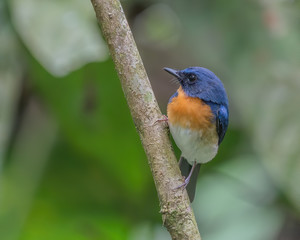Indochinese Blue Flycatcher (Cyornis sumatrensis) perching on a tree branch