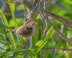 Common Tailorbird (Orthotomus sutorius) perching on a tree branch