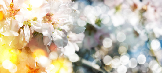 Spring background with Almond Blossom
