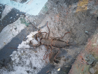 insecto extraño sobre roca con grafiti. 