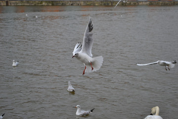 Black Headed Gull (Chroicocephalus ridibundus) in flight; others swimming below
