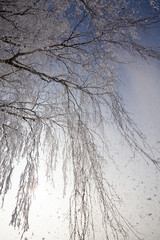 birch tree in the winter