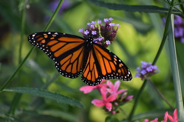 butterfly on flower