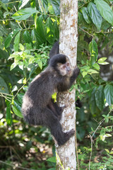 Black-capped Capuchin Monkey