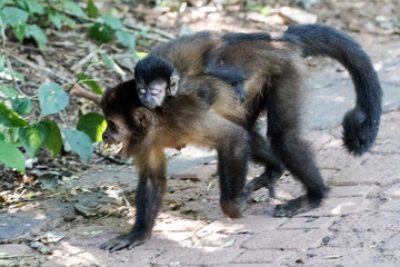 Blacked-capped Capuchin Monkey and  baby with food offered by tourists