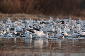 Snow geese  Bosque Del Apache National Wildlife Refuge, New Mexico USA