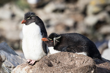 Fototapeta premium Rock Hopper Penguin