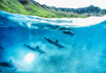 Fototapeta premium perfect dolphin photo in Hawaii