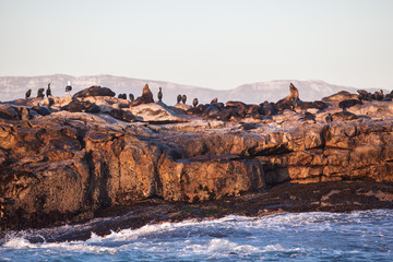 Cape fur seals, Arctocephalus pusillus, aggregate in and out of the sea at Seal Island in False...
