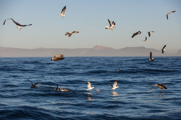 Fototapeta na wymiar Seagulls feast on seal scraps left over by a Great White shark in False Bay, South Africa. This beautiful region is known for its fisheries, whales, and seasonal aggregation of Great White Sharks.
