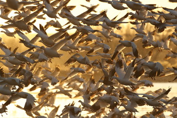 Snow geese  Bosque Del Apache National Wildlife Refuge, New Mexico USA