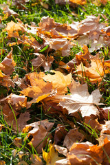 Sunny or cloudy autumn