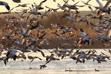 Snow geese  Bosque Del Apache National Wildlife Refuge, New Mexico USA