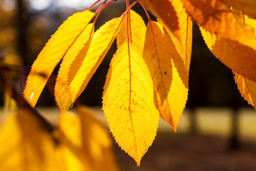 Fototapeta premium autumn nature