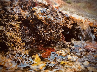 Macro of  river bed with stones and leaves
