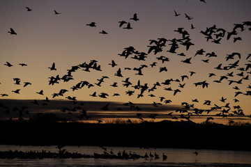 Snow geese  Bosque Del Apache National Wildlife Refuge, New Mexico USA