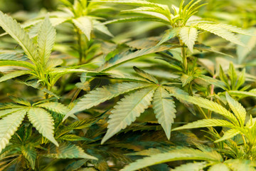 Green Cannabis leaves Marijuana plant Indoor growing