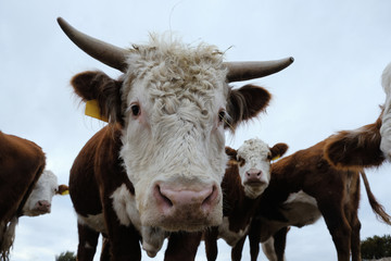 Hereford herd of cattle close up, curious bull with horns.