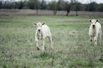 Obraz na płótnie Canvas Charolais calves close up in green spring pasture, baby cows on farm.