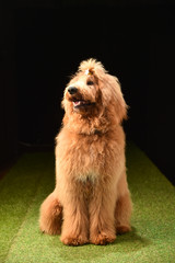 ラブラドゥードル