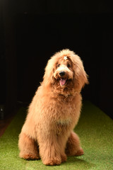 ラブラドゥードル