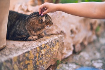 Adorable cat lying down relaxing at town street