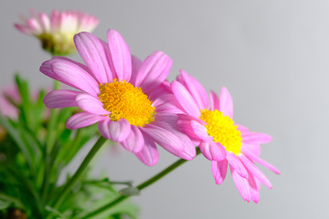 pink margaret flower closeup
