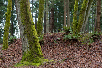 Landscape of moss-covered trees in the forest 