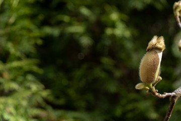 Selective focus close up of one magnolia bud on a twig