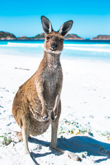 Kangaroo on an Immaculate white sand beach, lucky bay, Esperance, Western Australia