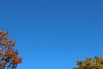 autumn leaves on blue sky