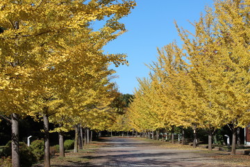 秋の公園のイチョウ並木と雲のない青空