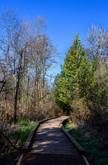 Fototapeta na wymiar Well maintained raised boardwalk trail through woods on a sunny day