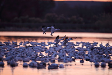 Snow geese  Bosque Del Apache National Wildlife Refuge, New Mexico USA