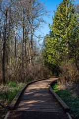 Obraz premium Well maintained raised boardwalk trail through woods on a sunny day