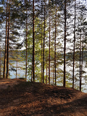 Pine forest on the background of the lake. Many conifer trees in the forest.
