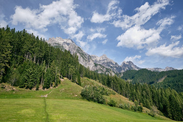 Fototapeta na wymiar Path to Riedlalm through meadows and forests. Leogang, Austria