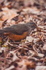 bird 