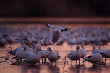Snow geese  Bosque Del Apache National Wildlife Refuge, New Mexico USA