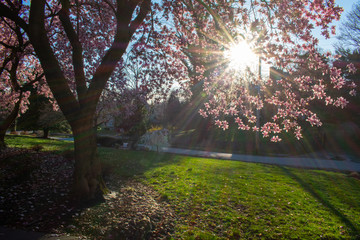The Sun Peaking Through a Cherry Blossom Tree