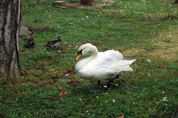White swan walks on the green lawn. A large white swan is bowing its head in the grass in a spring park.