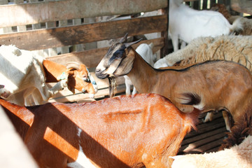 Group of goat in barn 