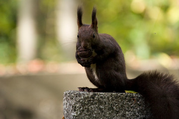 Naklejka na ściany i meble Squirrel walking in graveyard at sunny day eating walnut