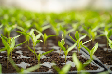 Farming and agriculture concept seedlings growing 