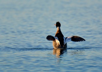 Beautiful red-breasted merganser at the seaside in Brittany. France